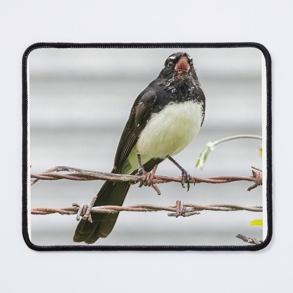 Item preview, Willie Wagtail 2 designed and sold by Peter Hocking.