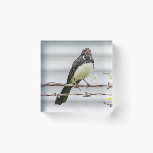 Item preview, Willie Wagtail 2 designed and sold by Peter Hocking.