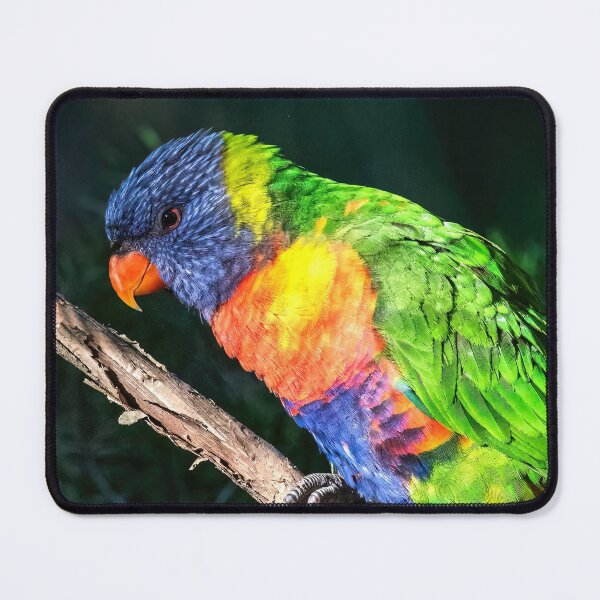 Artikelvorschau, Regenbogen Lorikeet entworfen und verkauft von Peter Hocking.