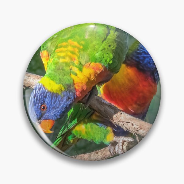 Artikelvorschau, Regenbogen Lorikeet entworfen und verkauft von Peter Hocking.