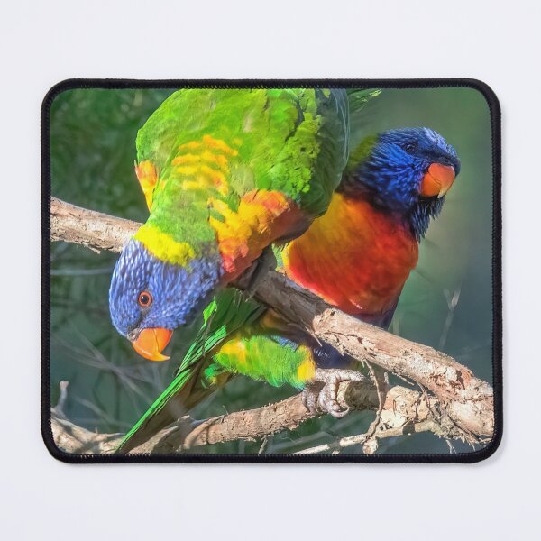 Artikelvorschau, Regenbogen Lorikeet entworfen und verkauft von Peter Hocking.