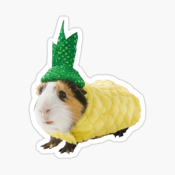 Guinea pig pineapple sale