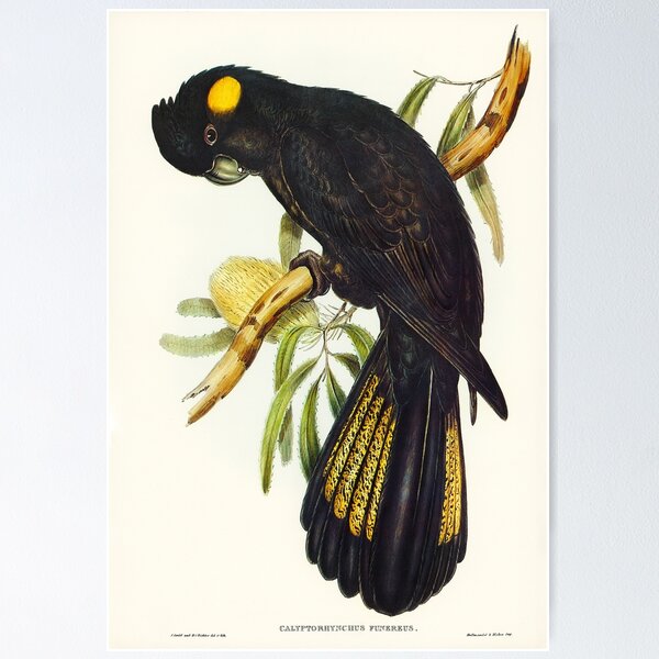 Item preview, Black Cockatoo  designed and sold by Go Logo Designs.