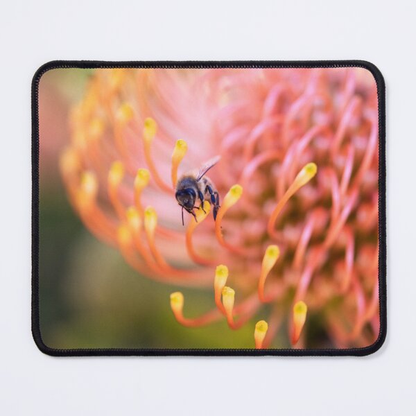 Item preview, Beauty of the Bee in the Leucospermum cordifolia designed and sold by imaginethis.