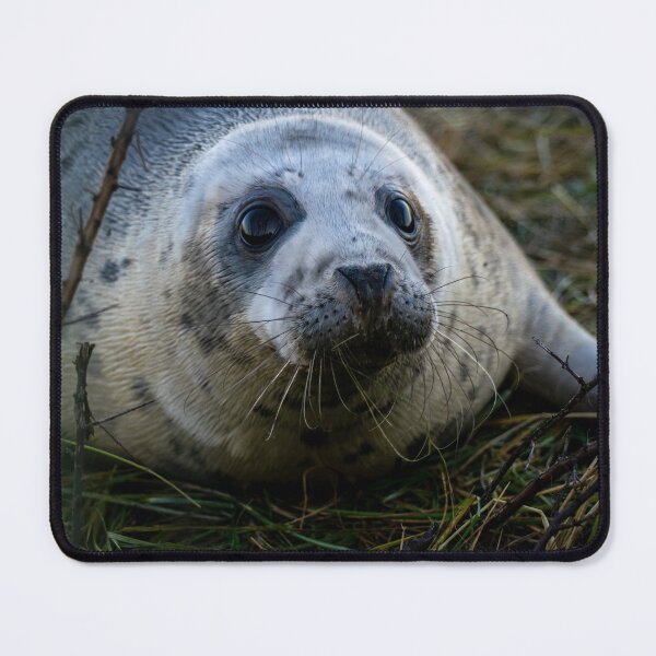 Item preview, Cachorro de foca gris 2 designed and sold by Shot-By-Reedy.