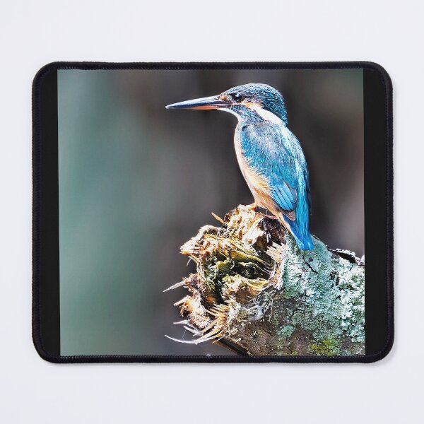 Item preview, Common Kingfisher designed and sold by Natural-Arts.
