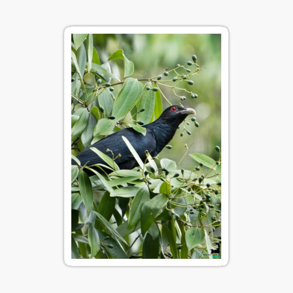 600px x 600px - Koel Gifts & Merchandise for Sale | Redbubble