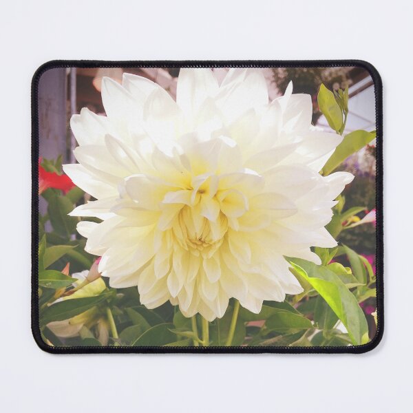 Item preview, Dahlias, Montreal designed and sold by Tess Salazar Espinoza.