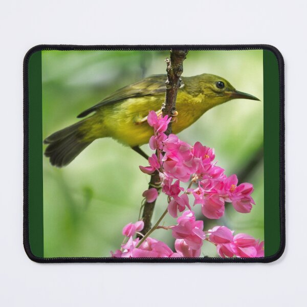 Item preview, Olive-Backed Sunbird designed and sold by Natural-Arts.