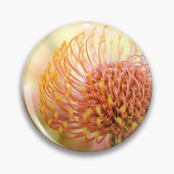 Item preview, Nature's Beautiful Nodding Pincushion - Leucospermum cordifolia designed and sold by imaginethis.