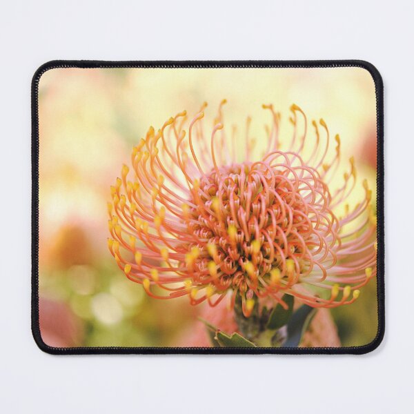 Item preview, Nature's Beautiful Nodding Pincushion - Leucospermum cordifolia designed and sold by imaginethis.