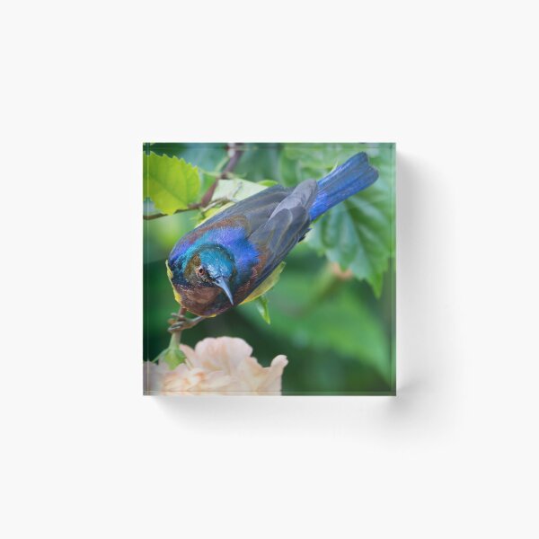 Item preview, Brown-throated Sunbird designed and sold by Natural-Arts.