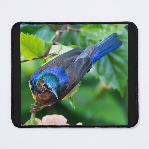Item preview, Brown-throated Sunbird designed and sold by Natural-Arts.