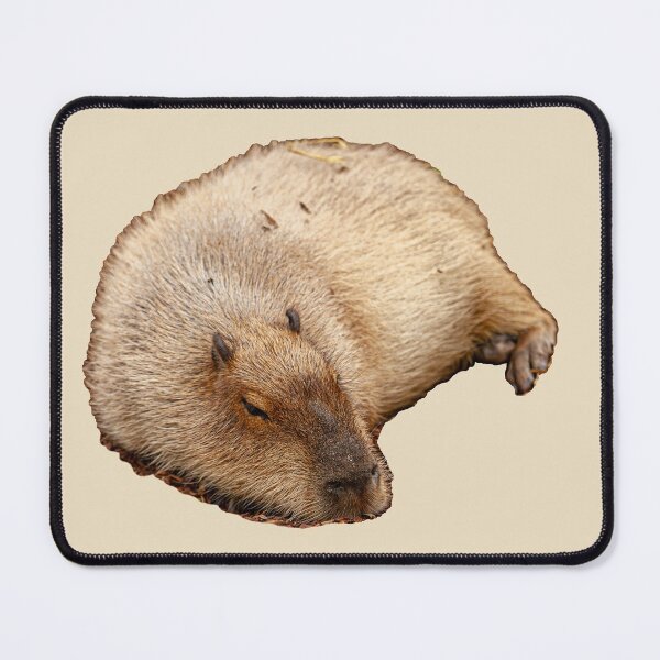Item preview, Capy snoozing designed and sold by Dalyndigital Photography.