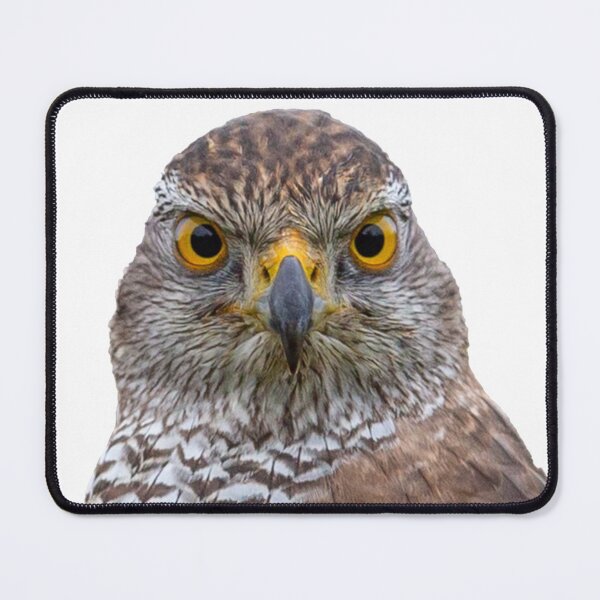 Item preview, Goshawk on watch designed and sold by Dalyndigital Photography.