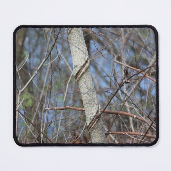 Item preview, Vine Wrapped Around Young Tree Trunk In The Fall designed and sold by Sarah Tepe.