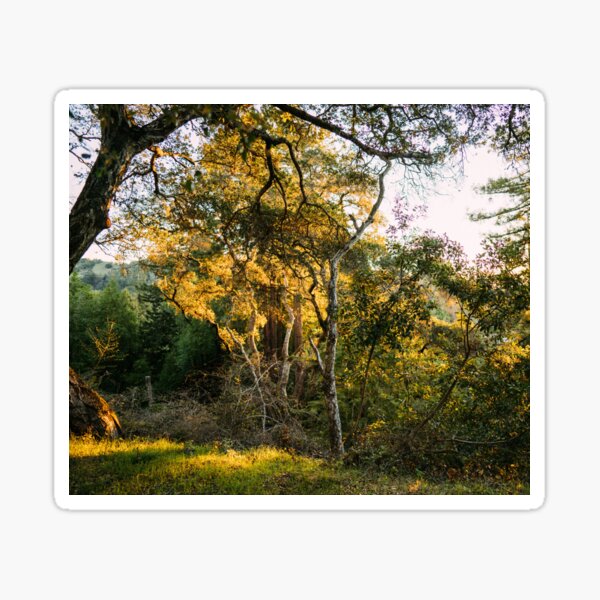 Item preview, Forest Sunrise I designed and sold by Geneva Burkhardt.
