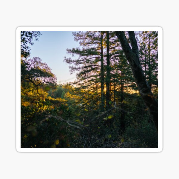 Item preview, Forest Sunrise II designed and sold by Geneva Burkhardt.