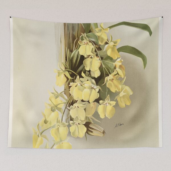 Item preview, Reichenbachia: Orchids Illustrated and Described designed and sold by EsotericBotanic.