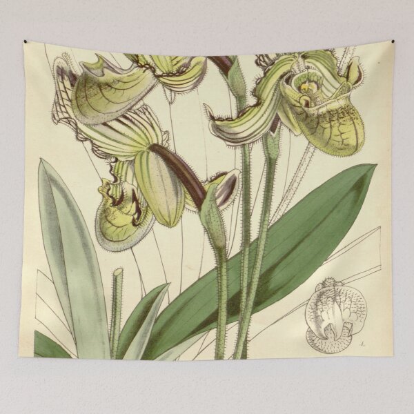 Item preview, Paphiopedilum fairrieanum (as Cypripedium fairrieanum) Curtis' 83 (Ser. 3 no. 13) pl. 5024 (1857) designed and sold by EsotericBotanic.