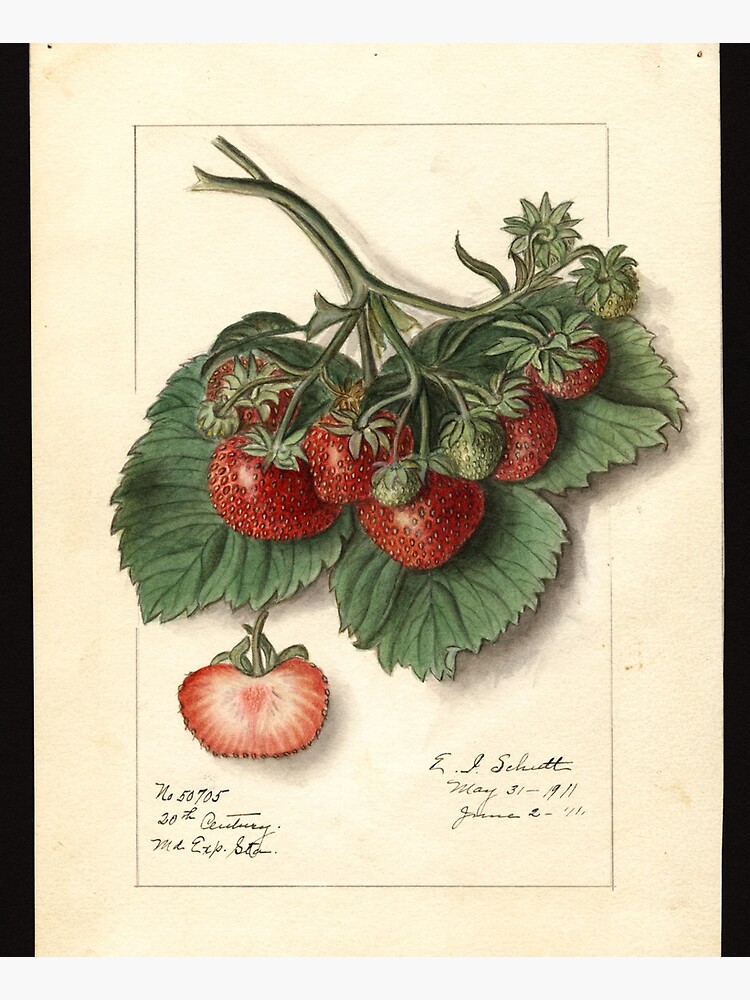 Vintage Strawberries by douglasewelch