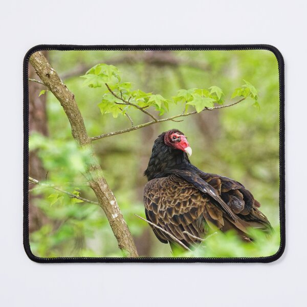 Item preview, Turkey Vulture designed and sold by KDartisticeye.