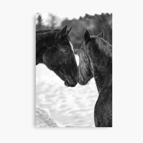 Apollo and Damascus face to face Canvas Print