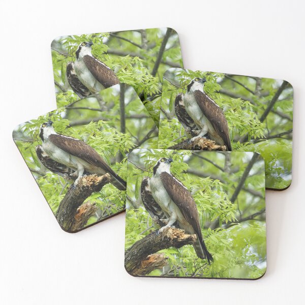 Item preview, Osprey in tree designed and sold by KDartisticeye.