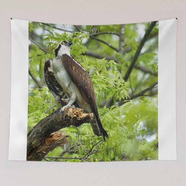 Item preview, Osprey in tree designed and sold by KDartisticeye.