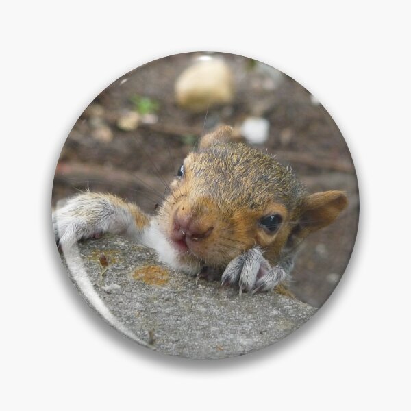 Item preview, Baby Squirrel  designed and sold by Reecethebeast.