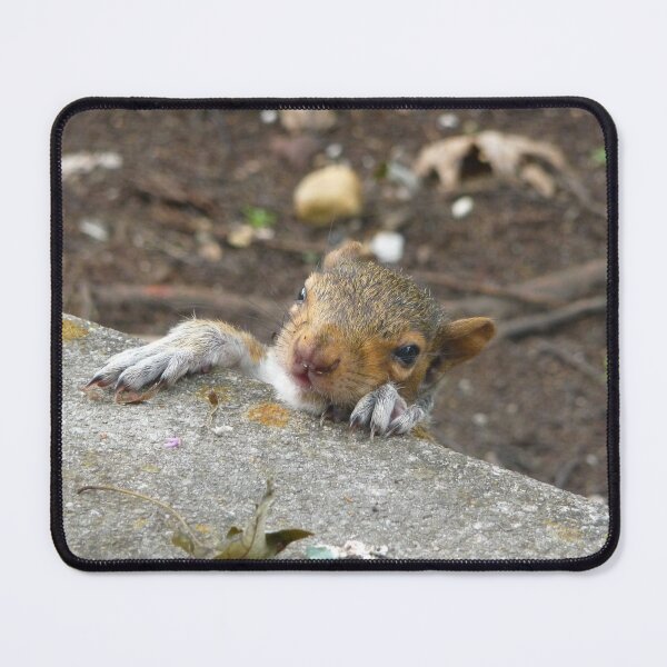 Item preview, Baby Squirrel  designed and sold by Reecethebeast.