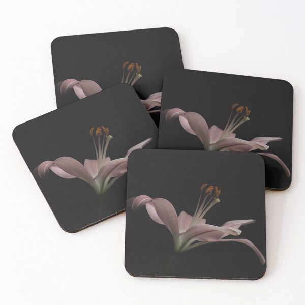 Item preview, Pink lily on black background - Garden designed and sold by Lisa Thomas.
