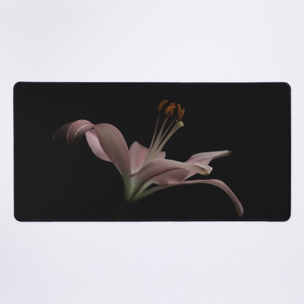 Item preview, Pink lily on black background - Garden designed and sold by Lisa Thomas.