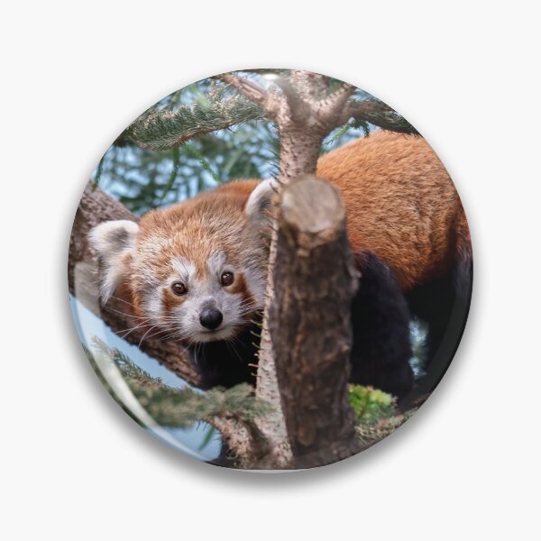 Item preview, Red Panda designed and sold by Natural-Arts.