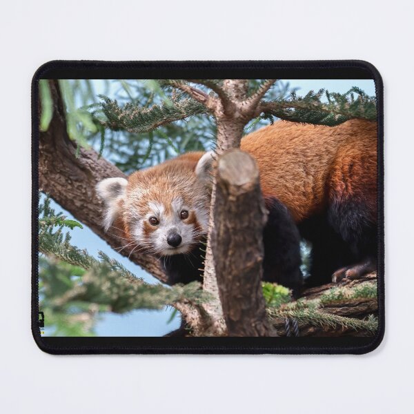 Item preview, Red Panda designed and sold by Natural-Arts.