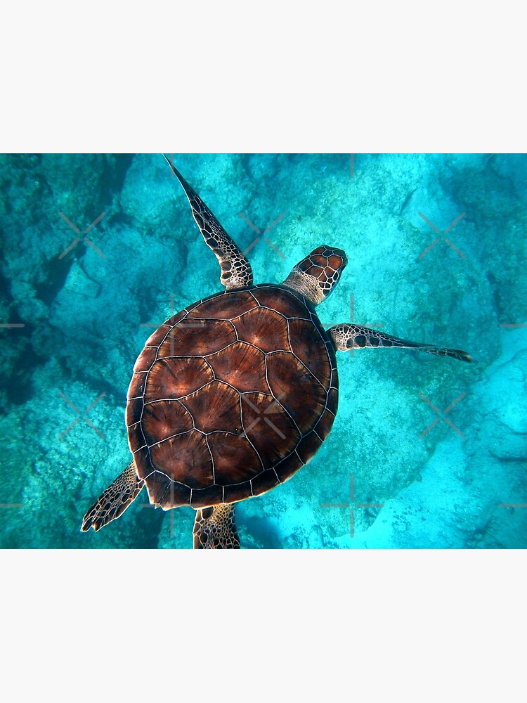 Big sea turtle swimming through the ocean!