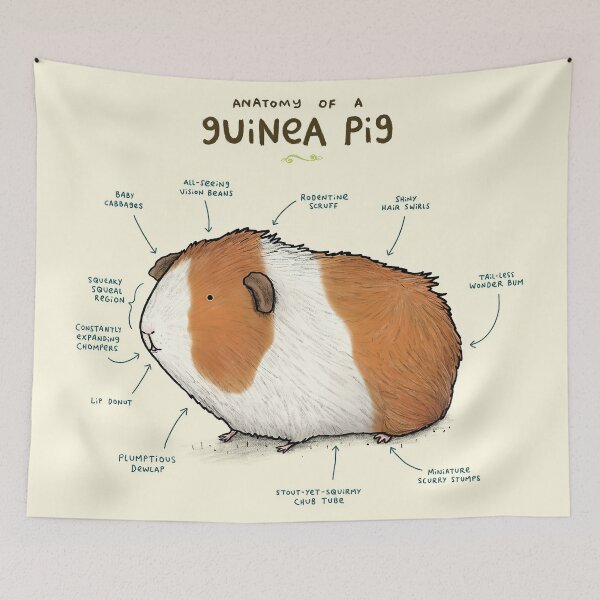 Item preview, Anatomy Of A Cute Guinea Pig designed and sold by AletacStore.