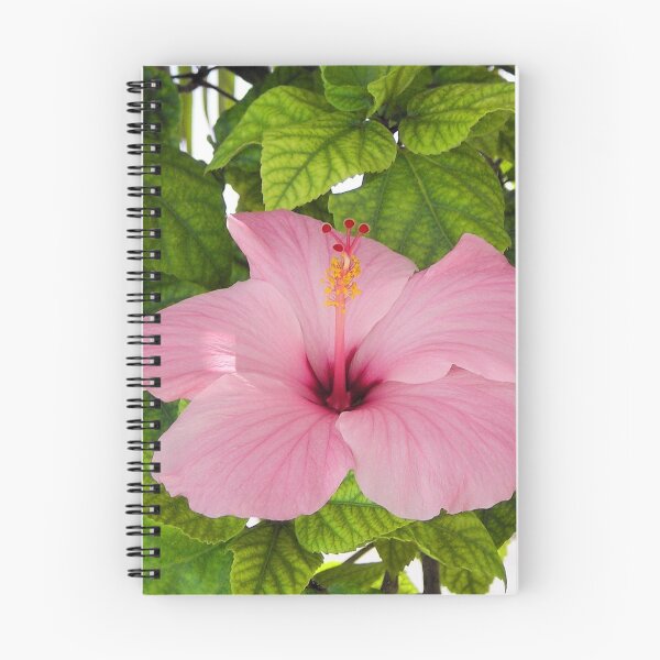 Item preview, pink hibiscus designed and sold by Kim Stelfox.