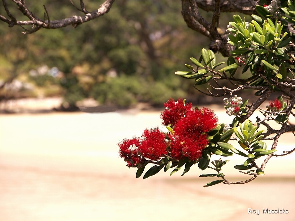 "The Pohutukawa New Zealand's Christmas tree........!" by Roy