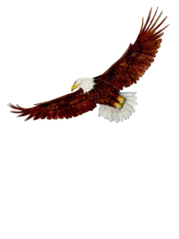 Flying eagle Flying eagle