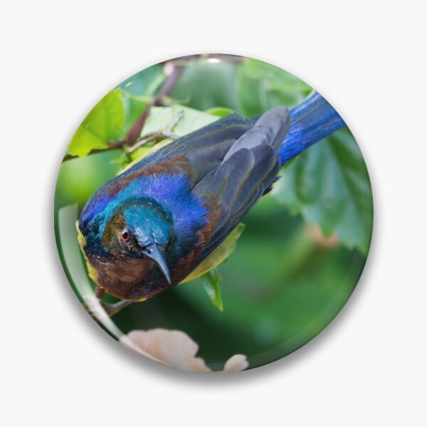 Item preview, Brown-throated Sunbird designed and sold by Natural-Arts.