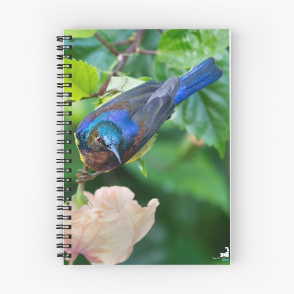 Item preview, Brown-throated Sunbird designed and sold by Natural-Arts.