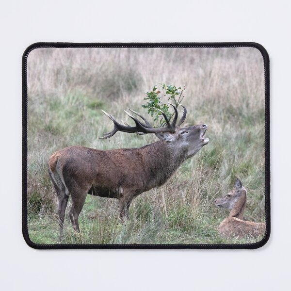 Item preview, Bellowing Red Deer Stag designed and sold by Chris Monks.
