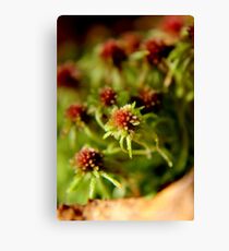 Common Peat Moss Canvas Print