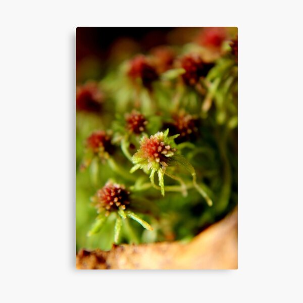 Item preview, Common Peat Moss designed and sold by Kathleen Daley.