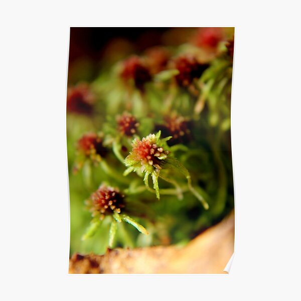 Common Peat Moss Poster
