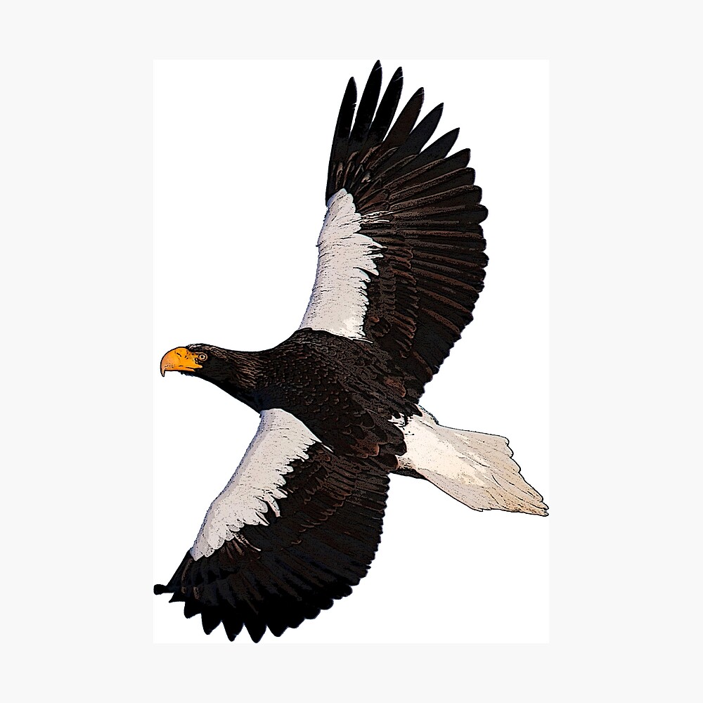 Lámina fotográfica «Vuelo del águila marina de Steller» de goshawk227 |  Redbubble