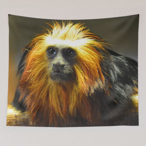 Item preview, tamarin - photography designed and sold by Paul Davenport.