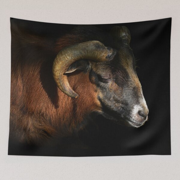 Item preview, majestic sheep - photography designed and sold by Paul Davenport.