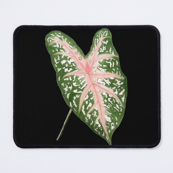 Item preview, Caladium Carolyn Whorton leaf designed and sold by two peas in a pod.